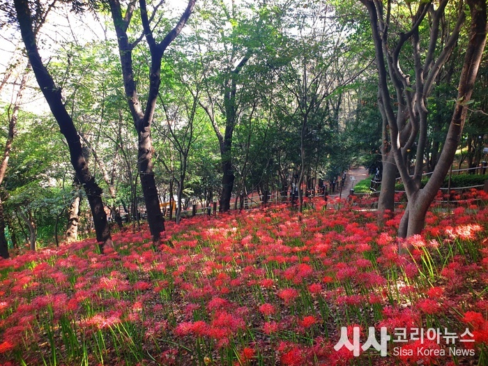 Masan Happo-gu, Changwon City to Host the 12th Sanho Park Lycoris Radiata Festival