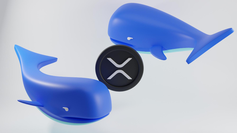 리플(XRP) 고래
