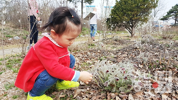 솔방죽의 할미꽃을 보고 있는 아이.jpg