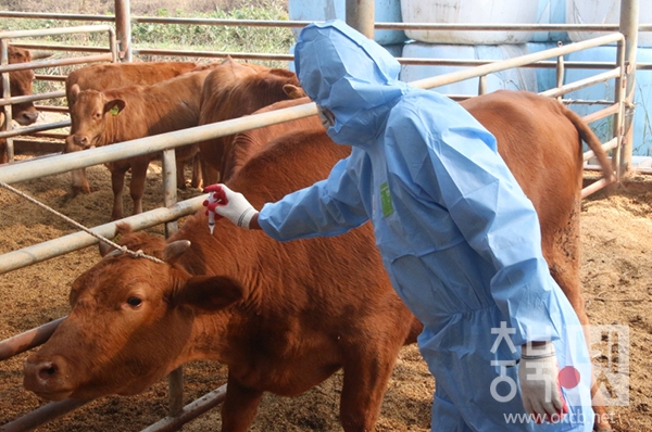 구제역백신 접종.JPG